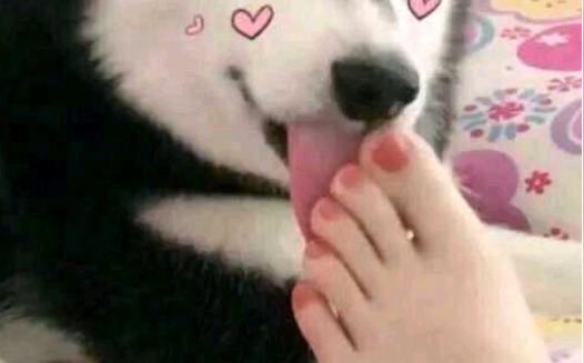 做舔狗呢，最重要的是要开心。