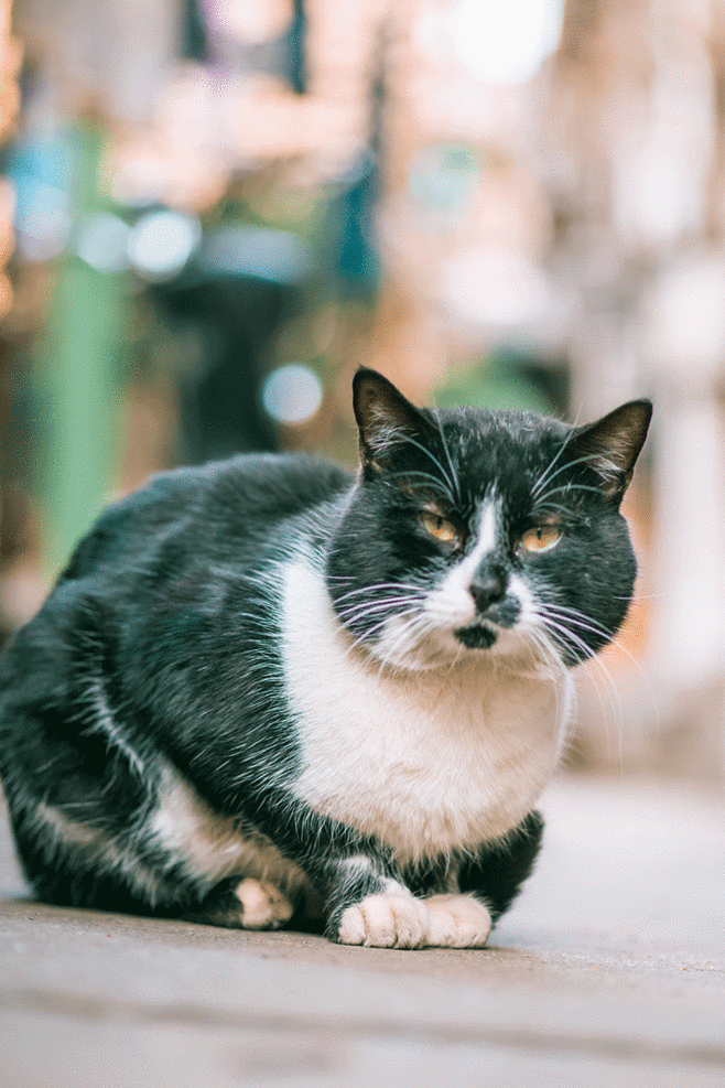 壁纸动物猫猫咪小猫桌面658_987竖版竖屏手机gif动态图动