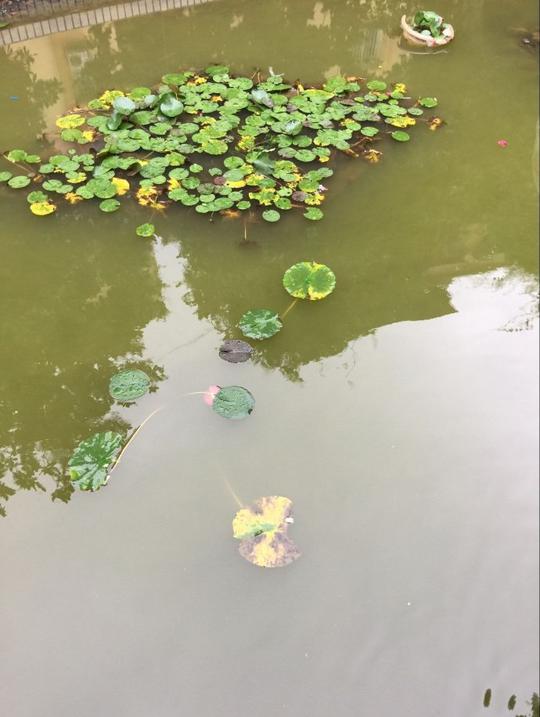 兄弟俩雨中赏亭中水和浮萍