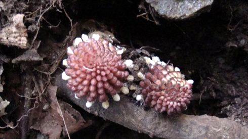 下图是无量山沟谷中含苞待放的蛇菇&lt;/strong&gt;花穗,紫红色,形态美丽多姿.