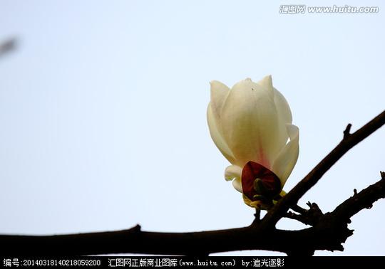 《玉兰》搜索结果玉兰图片素材下载玉兰兰花白玉兰冰清