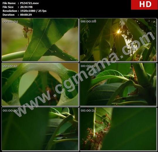 ps34721蚂蚁植物蚁群织叶蚁野生动物高清实拍视频素材