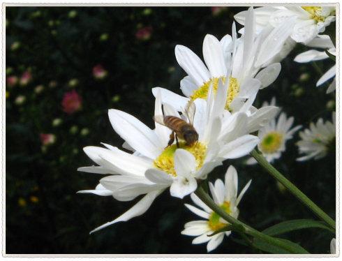 菊花图片祭奠亲人,老人过世摆什么盆栽鲜花?"