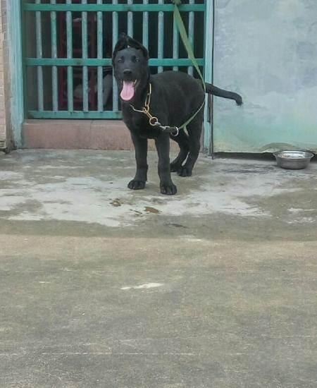 纯黑色东德牧羊犬—深圳宠物狗