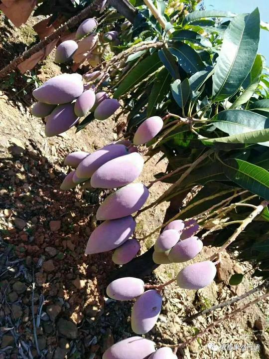 攀枝花芒果网:攀枝花阳光芒果,让你甜到心坎里