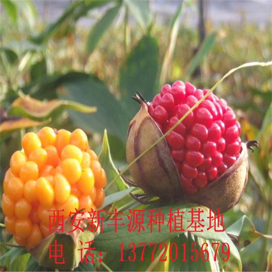 吕梁市白芨种子投资金额白芨种植创业前景
