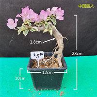 三角梅盆栽四季开花紫色金心双色暗斑造型提根小老桩原盆带花发货