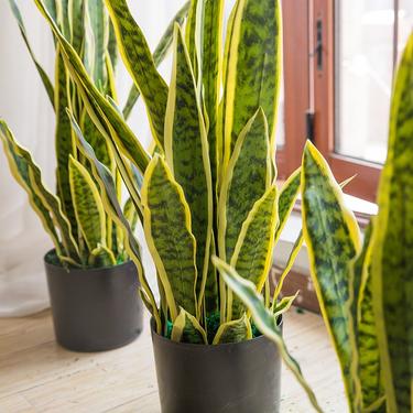 蛇皮花怎么栽蛇皮兰的种植和养护