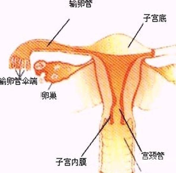 输卵管不好怎么办啊