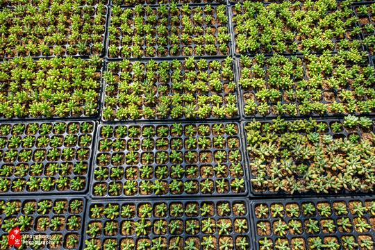 沈北新区绿馨花卉基地"小多肉"种成了好生意