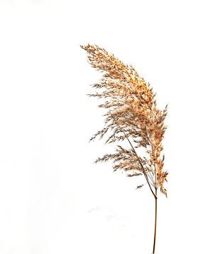 芦苇背景素材