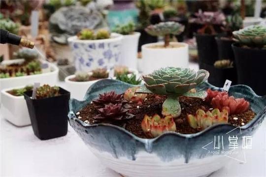 肉嘟嘟的创业梦多肉版"中国合伙人"