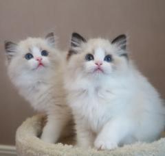 猫舍繁育温柔粘人仙女布偶猫撒娇卖萌猫咪超可爱