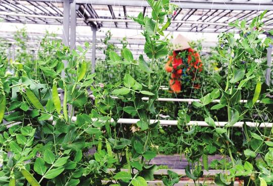在璜泾现代农业园里,蔬菜种植引入信息化,自动化.