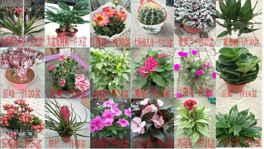 2018跑江湖摆地摊热卖四季绿植玫瑰绿萝盆栽盆花10元模式花卉植物
