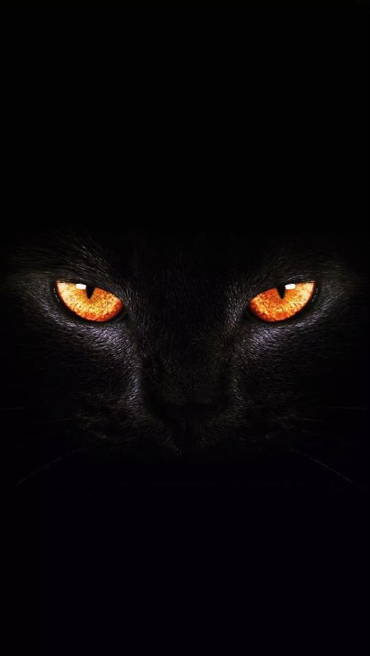 「黑猫睁眼」黑猫睁眼的壁纸图片哪里有呢?分享抖音高清无水印的猫睁眼的壁纸