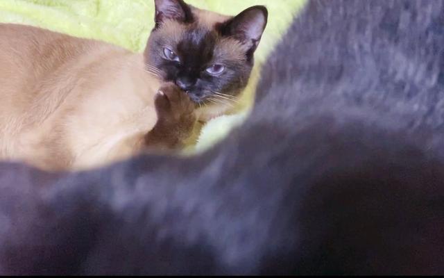 猫咪是怎么发出呼噜声的