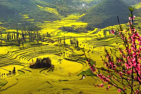罗平油菜花旅游摄影美图——灿烂了时光