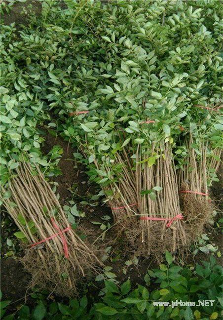 嵩县哪里有卖花椒树苗的