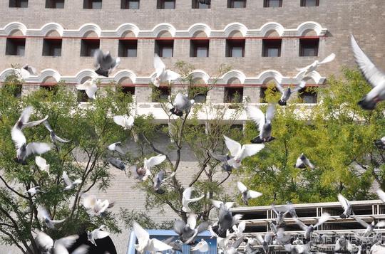 丰台,崇文区鸽会承担北京市国际旅游节开幕式3000羽信鸽放飞,上午丰台