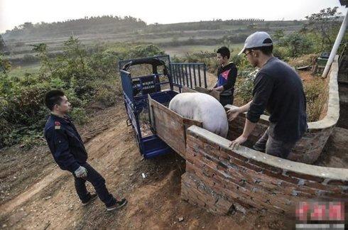 农村创业项目猪肉批发年入百万的销售技巧分享