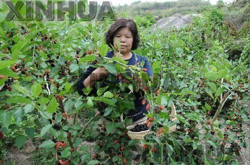 是她在福建漳浦台湾农民创业园的第一个丰收季节.