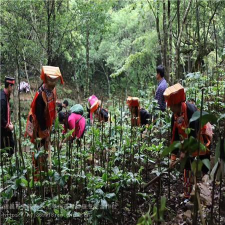 商丘夏邑野三七如何种植竹节参农村致富赚钱竹节参种植