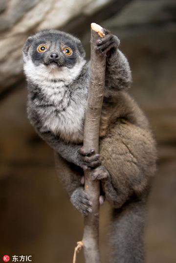 尖叫土拨鼠表情包抽搐gif动图