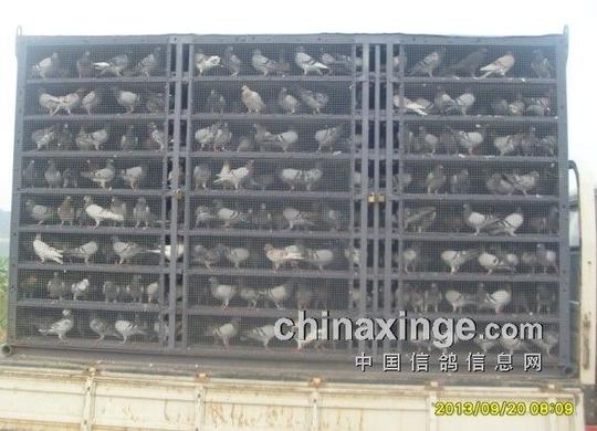 90公里放飞视频-山东菏泽牡丹赛鸽俱乐部-中国信鸽网