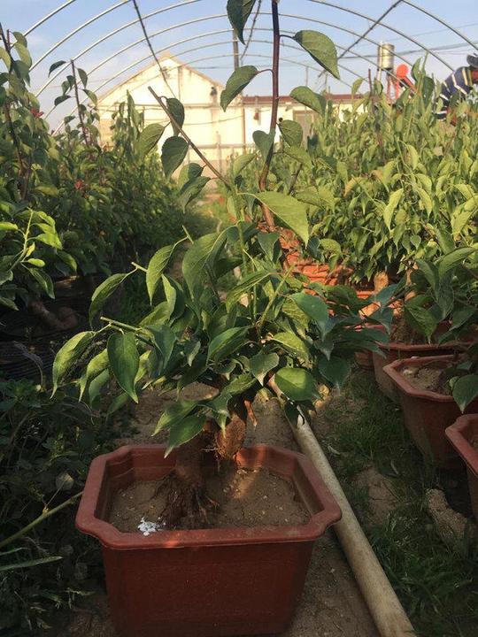 6年株红梅绿萼,6年株红绿双色梅