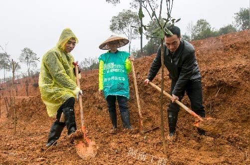 雨中植树