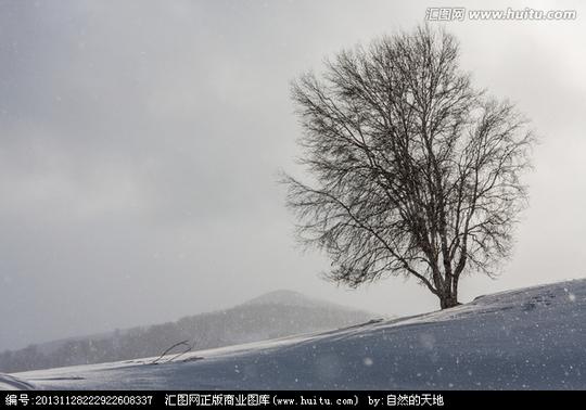 冬日雪原暴风雪白桦树丘陵