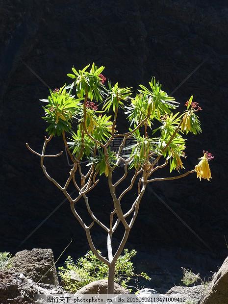 地锦大戟彩叶背光花序布什厂鲜花红色大戟属