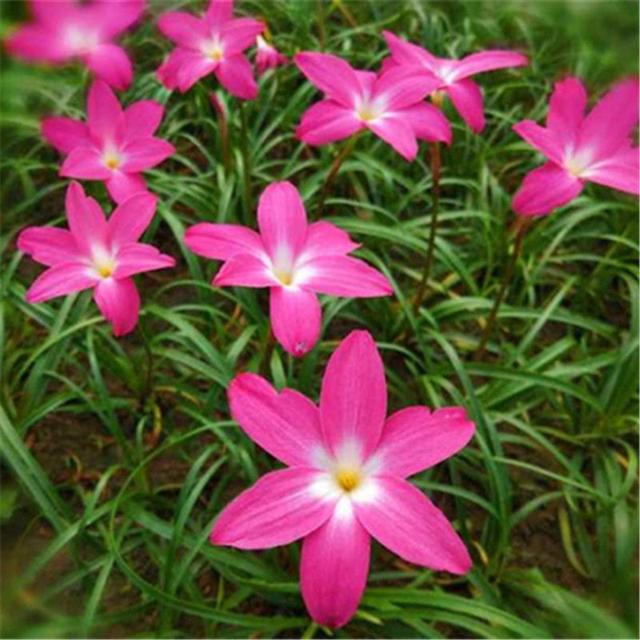 四季豆是什么意思