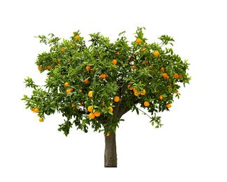 植物平面桔子树素材