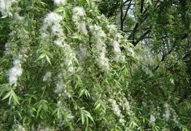 怎样预防柳絮过敏