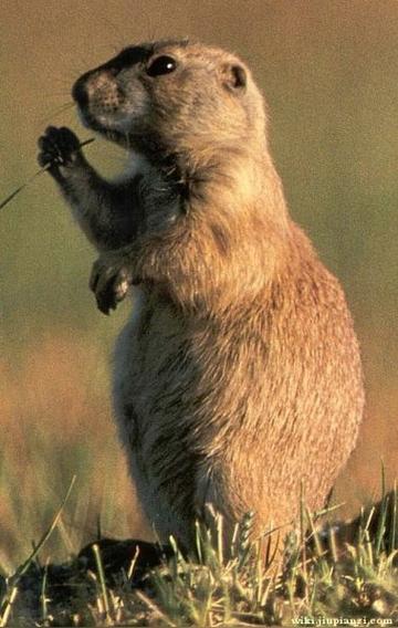 尖叫土拨鼠表情包抽搐gif动图