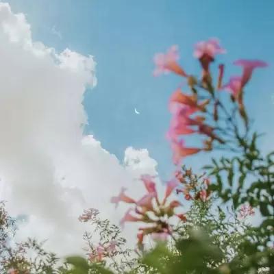转发这片好运天空，你将收获大批好运,风景静物,花朵,唯美,快手