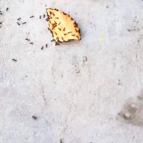 观察蚂蚁搬饼干