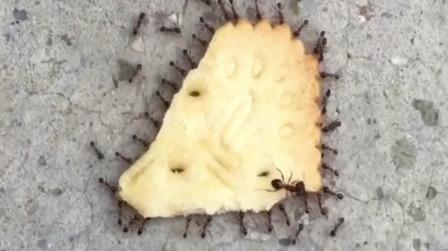 一群蚂蚁搬饼干，一只领队在上面指挥它们用力的方向