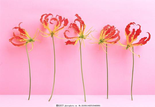 美丽的鲜花鲜花花朵花语花艺插花艺术观花植物观赏植物