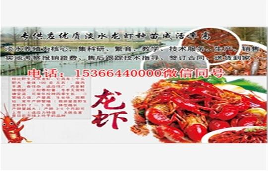 沙坪坝小龙虾繁殖技术/免费运输
