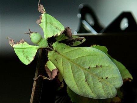 昆虫的骗术(科学诗)