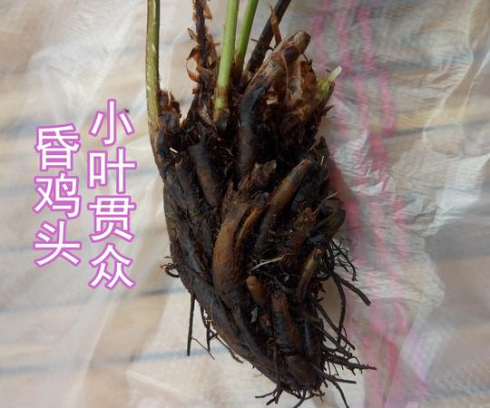 热卖牙痛熬夜上火降虚火去除痘痘老妈宫药材店清热降火参地饮*500克
