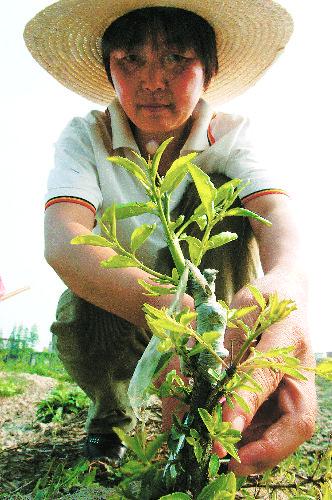 下岗人的枣恋组图