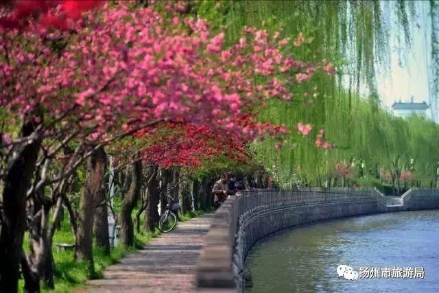 赏油菜花开的朋友圈说说