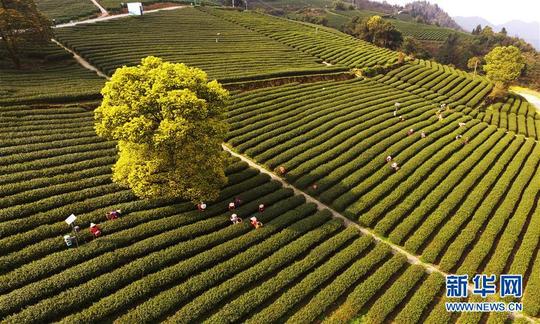 3月18日,茶农在位于白象山的定心茶园采摘春茶(无人机拍摄).
