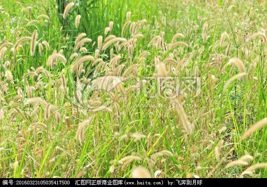 ￥20关键词:小草草野草旷野草地狗尾草狗尾草图片素材
