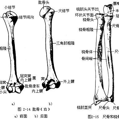 人的全身部位的名称 头条搜索