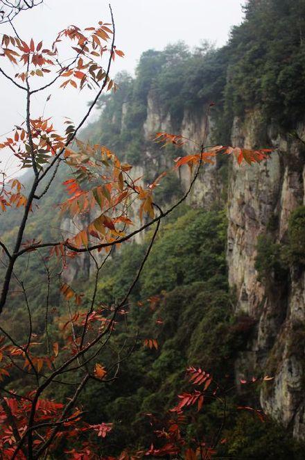 美不胜收枫叶路